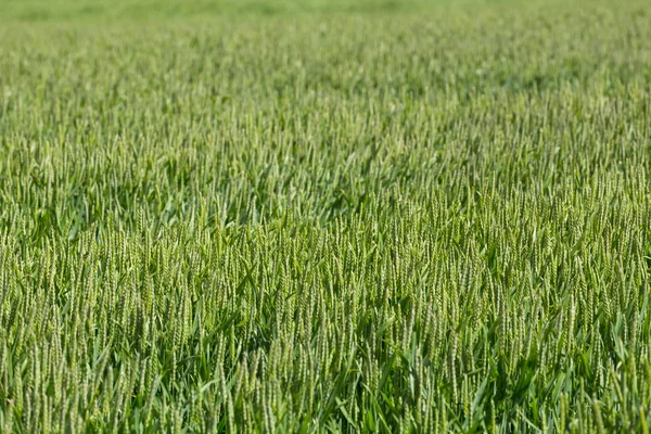 Campo di grano verde — Foto Stock