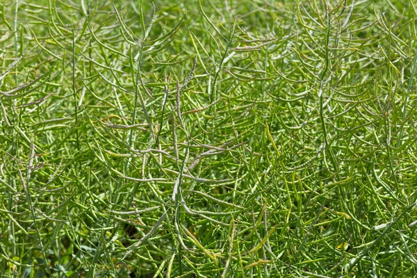 Verde canola amadurecimento em um campo de close-up — Fotografia de Stock