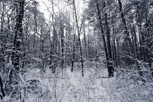 Spruce Tree Mlhavý Les Pokrytý Sněhem Zimní Krajině — Stock fotografie