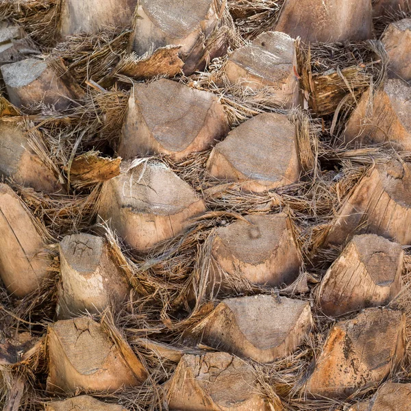 Palm Tree Trunk Background Texture — Stock Photo, Image