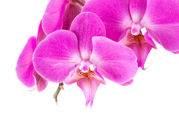 Orchid  pink  flower — Stock Photo, Image