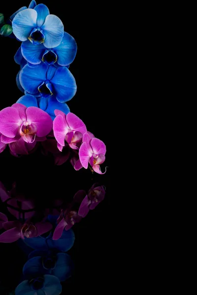 Orchidee rosa und blaue Blume — Stockfoto