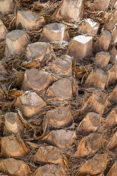 Palm träd bålen bakgrund — Stockfoto