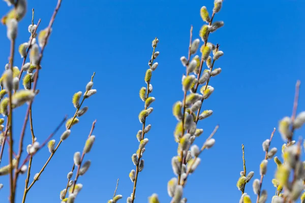 Bourgeons de saule doux et moelleux au début du printemps — Photo