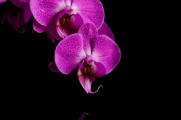 Orchid  pink flower with water drops — Stock Photo, Image