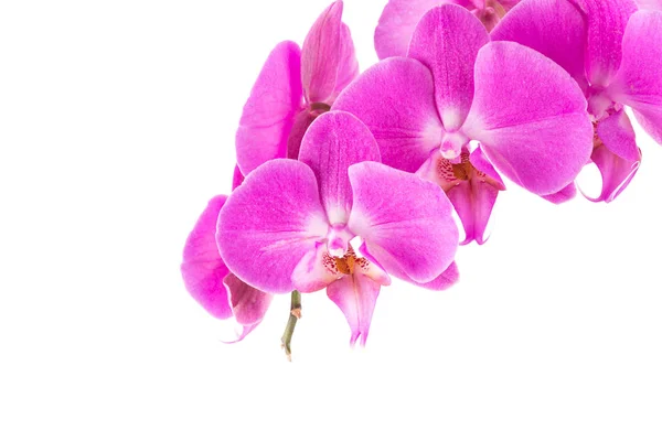 Orquídea flor rosa — Foto de Stock