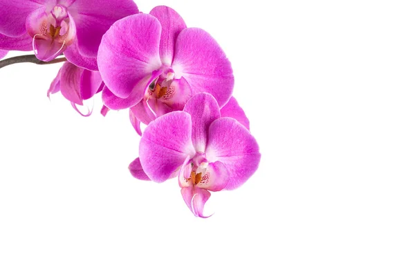Orchid  pink  flower — Stock Photo, Image