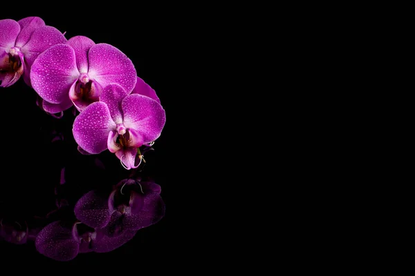 Орхідея рожева квітка з краплями води — стокове фото