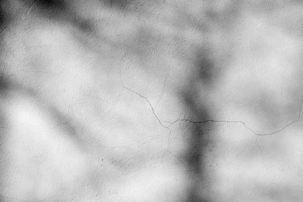 Sombra de árvore na parede branca — Fotografia de Stock