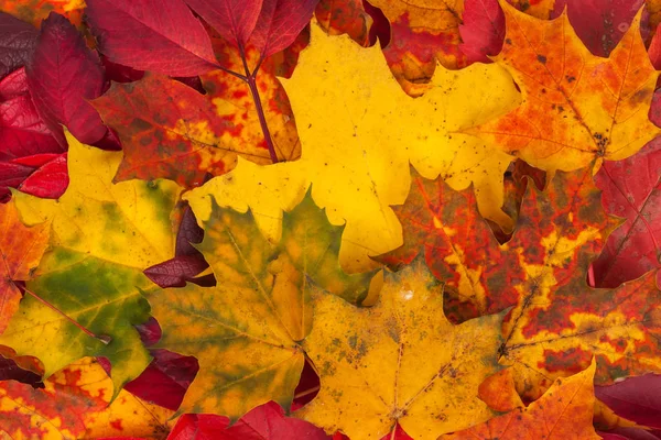 Fondo hecho de hojas caídas de otoño — Foto de Stock