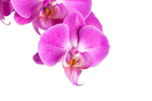 Orchidee rosa Blume — Stockfoto