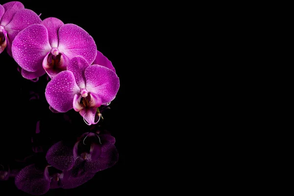 Orchidee rosa Blume mit Wassertropfen — Stockfoto