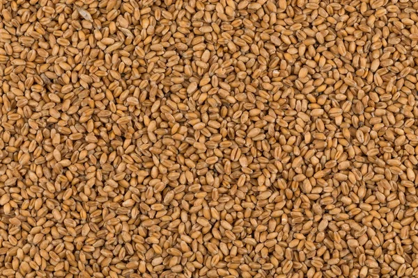 Fondo entero de grano de trigo — Foto de Stock