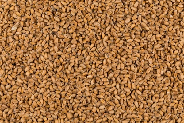 Whole background of wheat grain — Stock Photo, Image