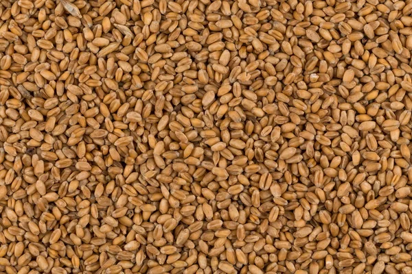 Fundo inteiro de grãos de trigo — Fotografia de Stock