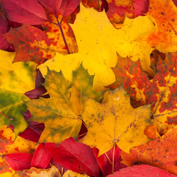 Fondo hecho de hojas caídas de otoño — Foto de Stock