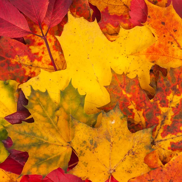 Fondo hecho de hojas caídas de otoño —  Fotos de Stock