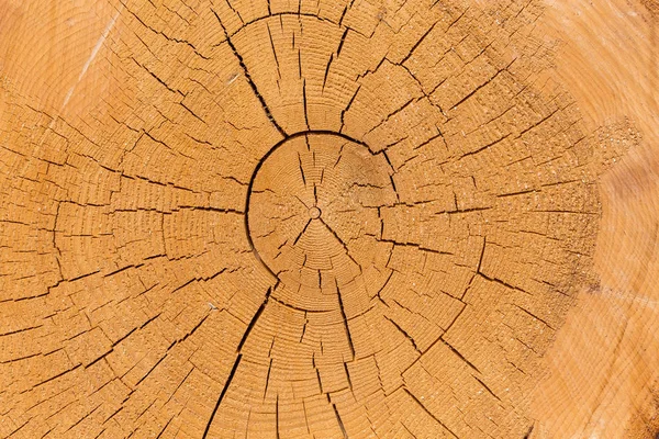 Taze kesilmiş ağaç günlükleri — Stok fotoğraf