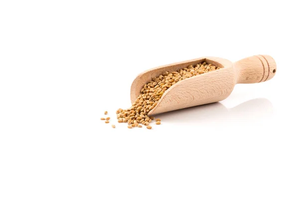 Wheat grain in scoop — Stock Photo, Image