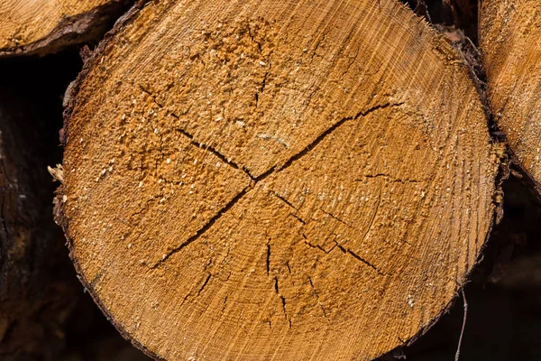 Frisch gefällte Baumstämme — Stockfoto