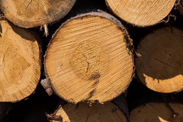 Toros de árvores recém-cortados — Fotografia de Stock