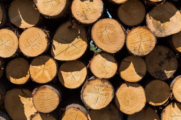 Troncos de árboles recién cortados — Foto de Stock