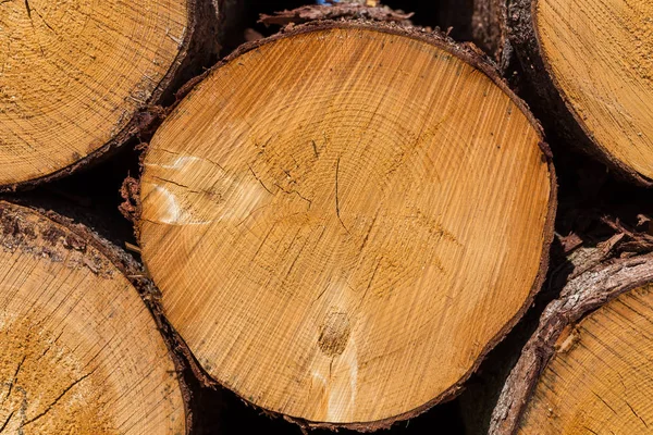 Свіжозрізані колоди дерев — стокове фото