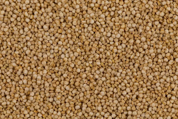 Quinoa tohumları yakın çekim — Stok fotoğraf