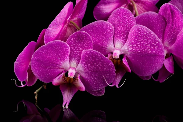 Orkidé rosa blomma med vatten droppar — Stockfoto