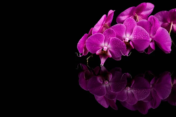 Siyah Zemin Üzerinde Damlaları Olan Orkide Pembe Çiçeği Yansıması — Stok fotoğraf