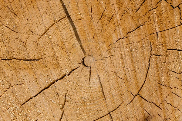 Frisch gefällte Baumstämme — Stockfoto