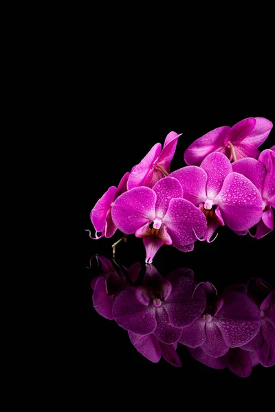 Orchidee Rosa Blume Mit Wassertropfen Isoliert Auf Schwarzem Hintergrund Reflexion — Stockfoto