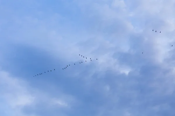Group of migrating geese birds — Stock Photo, Image