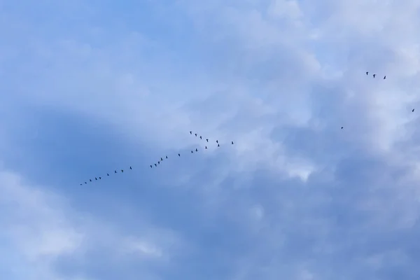 Gruppe von Zuggänsen — Stockfoto