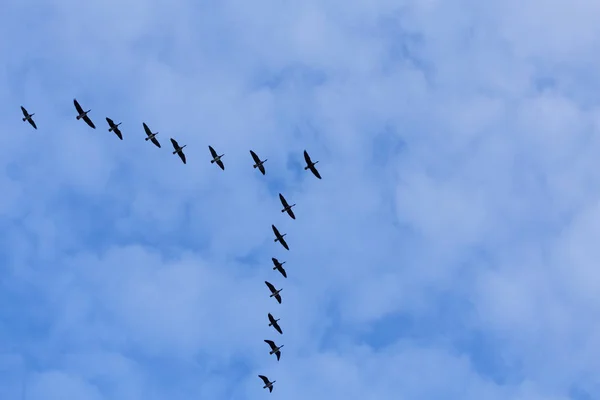 Groupe d'oies migratrices — Photo