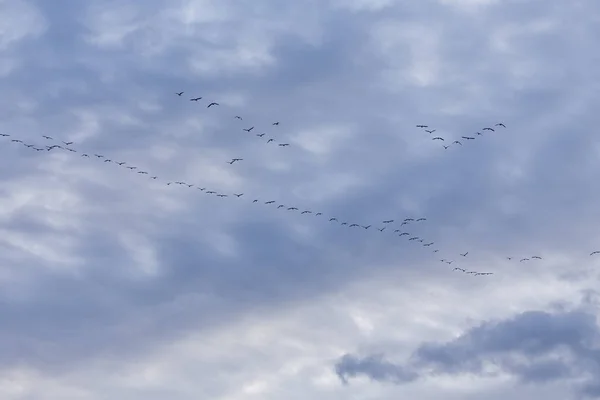 Göç Eden Bir Grup Kuş Mavi Gökyüzünde Uçuyor — Stok fotoğraf