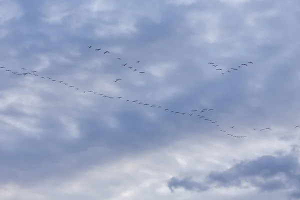 Groupe Oies Migratrices Volant Sur Ciel Bleu — Photo