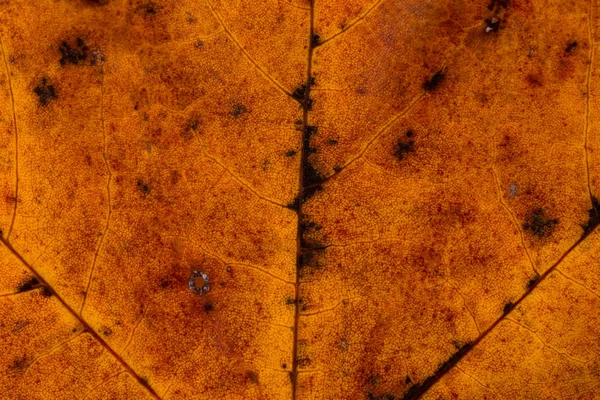 カエデの葉のテクスチャー — ストック写真