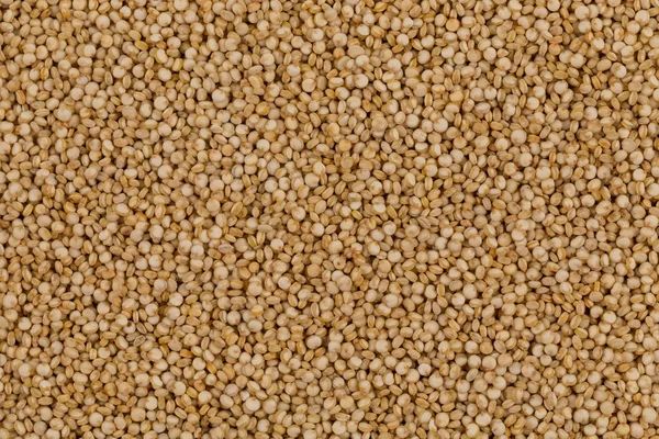 Nasion quinoa z bliska — Zdjęcie stockowe