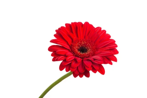 Flor de gerbera laranja vermelha — Fotografia de Stock