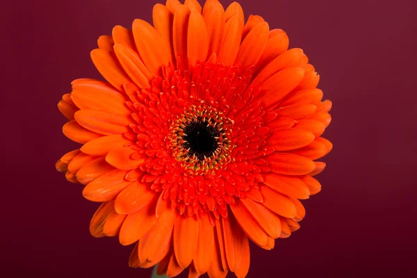 Flor de gerbera laranja vermelha — Fotografia de Stock