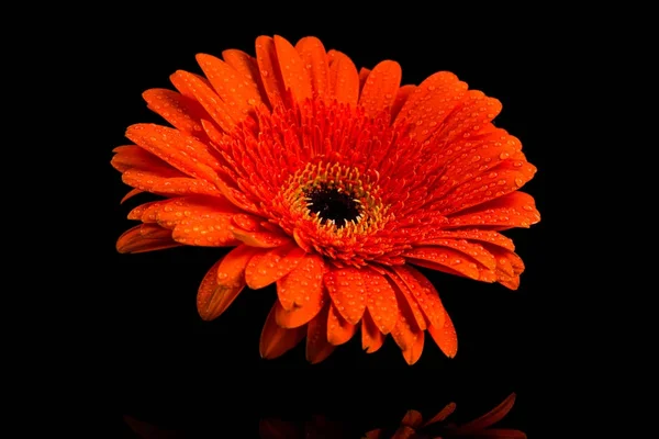 Червона помаранчева квітка гербери — стокове фото