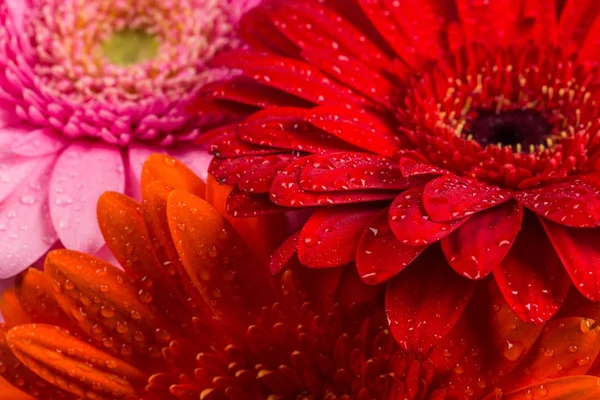 Vermelho Rosa Laranja Gerbera flor — Fotografia de Stock