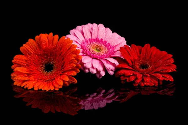 赤ピンク オレンジ ガーベラの花 — ストック写真