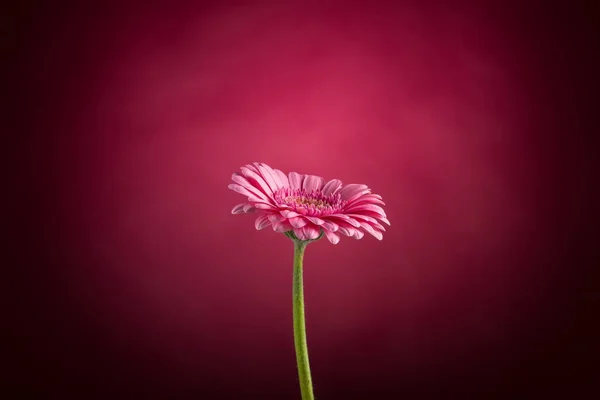 Gerbera rózsaszín virág — Stock Fotó