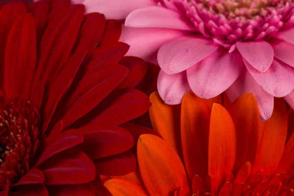 Vermelho laranja rosa gerbera flores — Fotografia de Stock