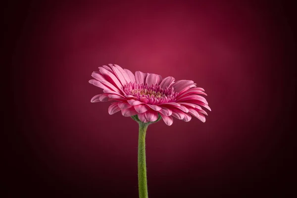 Flor de Gerbera rosa — Fotografia de Stock