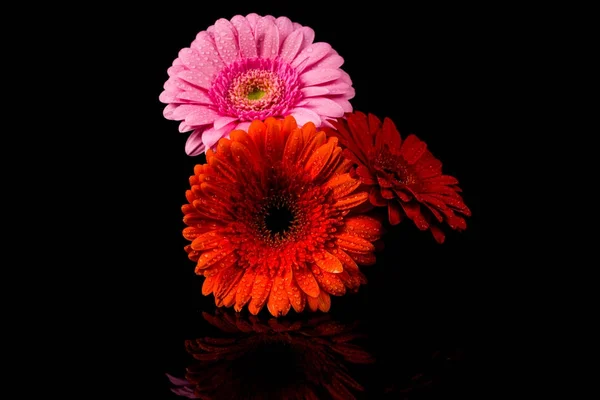 Kwiat różowy Gerbera pomarańczowy czerwony — Zdjęcie stockowe