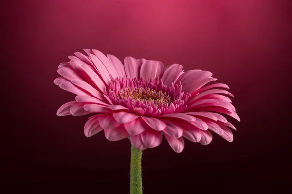 Flor de Gerbera rosa — Fotografia de Stock