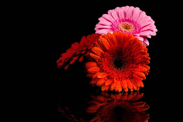 赤ピンク オレンジ ガーベラの花 — ストック写真